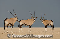 Gemsbok Oryx gazella Photo - Chris and Monique Fallows