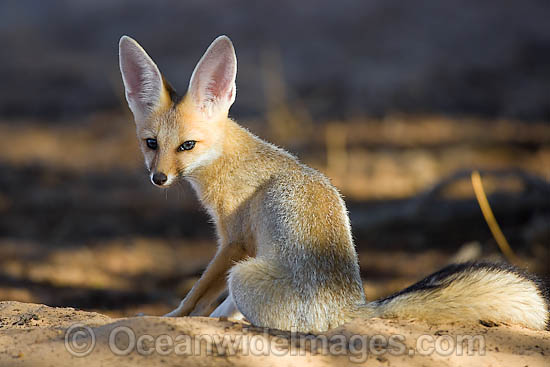 Desert Fennec Fox