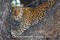 African Leopard Panthera pardus pardus Photo - Chris and Monique Fallows