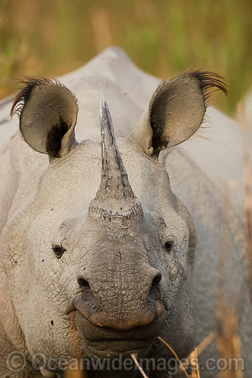 Indian Rhinoceros Rhinoceros unicornis photo
