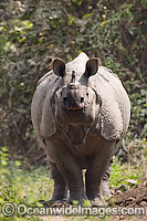 Indian Rhinoceros Photo - Chris and Monique Fallows