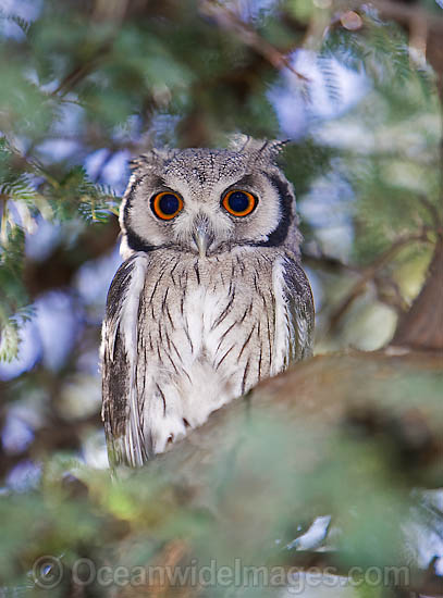 Southern White-faced Owl photo
