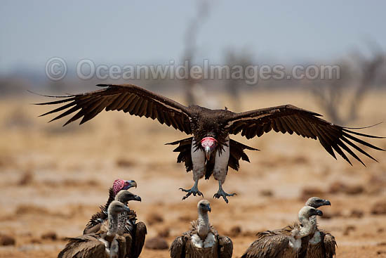 Lappet Faced Vulture Torgos tracheliotus photo