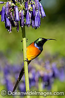 Orange-breasted Sunbird Anthobaphes violacea Photo - Chris and Monique Fallows