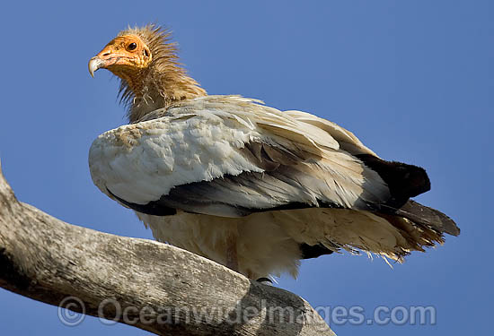 Egyptian Vulture Neophron percnopterus photo