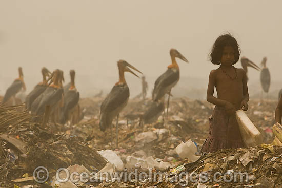 Girl and wildlife at dumpsite photo