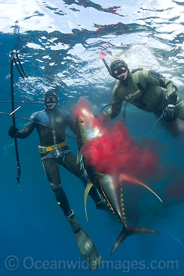 Spearfishman with Tuna photo