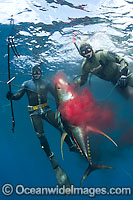 Spearfishman with Tuna Photo - Chris & Monique Fallows