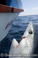 Shark caught in longline Photo - Chris and Monique Fallows