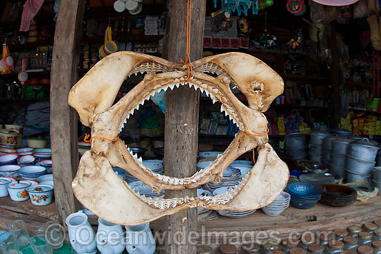 Shark jaws photo