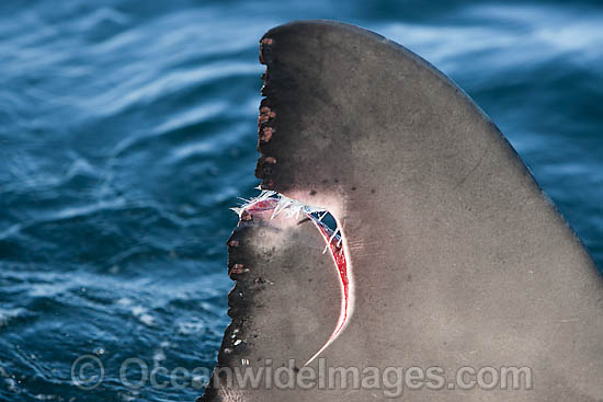 Great White Shark with damaged fin photo