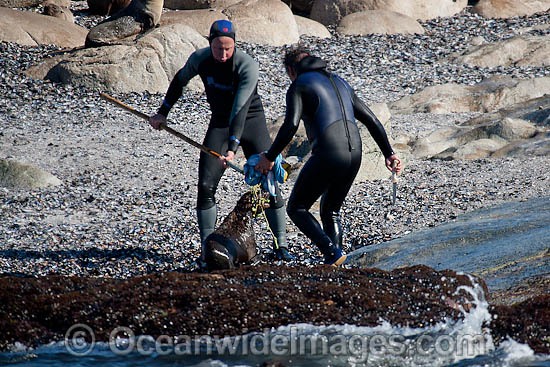 Rescuers release seal from net photo
