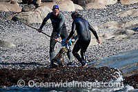 Rescuers release seal from net Photo - Chris and Monique Fallows