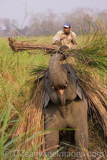 Indian Elephant farming photo