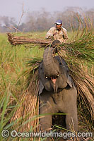 Indian Elephant farming Photo - Chris and Monique Fallows