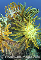 Feather Stars Photo - Gary Bell