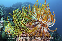 Crinoid Feather Stars on barrel sponge Photo - Gary Bell