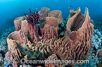 Barrel Sponge Xestospongia testudinaria Photo - Gary Bell