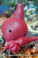 Unusual Sponge Pericharax sp. Photo - Gary Bell