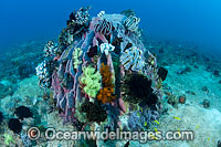 Barrel Sponge and Crinoids Photo - Gary Bell