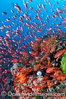 Fish coral and crinoids Photo - Gary Bell