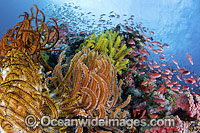 Fish coral and feather stars Photo - Gary Bell