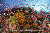 Fish coral and feather stars Photo - Gary Bell