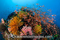 Fish and coral Photo - Gary Bell