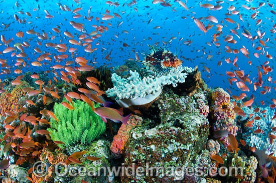 Lionfish fish coral and crinoids photo