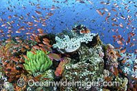 Lionfish fish coral and crinoids Photo - Gary Bell