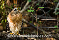 Red-shouldered Hawk Buteo lineatus Photo - Michael Patrick O'Neill