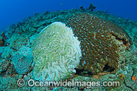 Brain coral with white plague Photo - Michael Patrick O'Neill