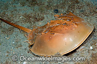Horseshoe Crab Limulus polyphemus Photo - Michael Patrick O'Neill