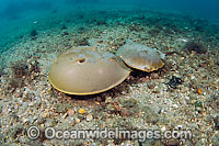 Horseshoe Crab mating pair Photo - Michael Patrick O'Neill