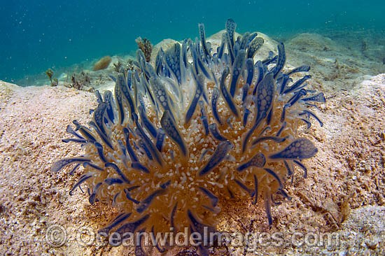 Mangrove Jellyfish