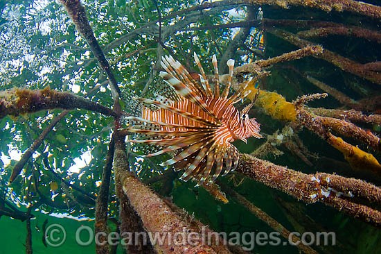 Lionfish hunting in red mangrove photo
