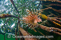 Lionfish hunting in red mangrove Photo - Michael Patrick O'Neill