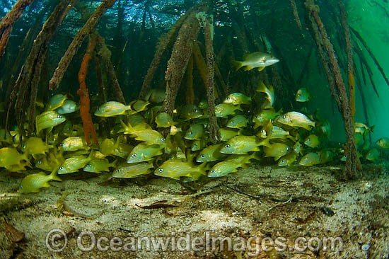 French Grunts in mangroves photo