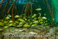 French Grunts in mangroves Photo - Michael Patrick O'Neill