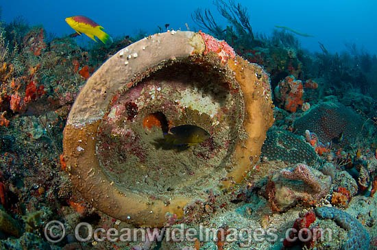 Discarded toilet on coral reef photo