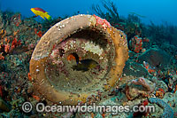 Discarded toilet on coral reef Photo - Michael Patrick O'Neill