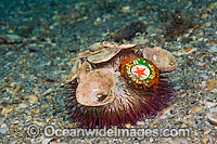 Sea Urchin with pollution Photo - Michael Patrick O'Neill