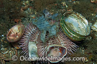 Sea Urchin covered in garbage Photo - Michael Patrick O'Neill