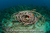 Rope litters coral reef in Florida Photo - Michael Patrick O'Neill