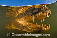 American Alligator underwater Photo - Michael Patrick O'Neill