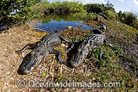 American Alligator basking in sun Photo - Michael Patrick O'Neill