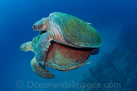 Green Sea Turtles mating photo