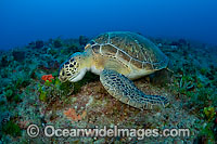 Green Sea Turtles feeding on algae Photo - Michael Patrick O'Neill