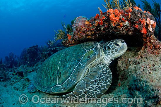 Green Sea Turtles resting on ledge photo