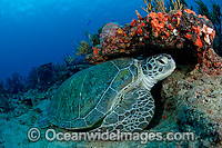 Green Sea Turtles resting on ledge Photo - Michael Patrick O'Neill